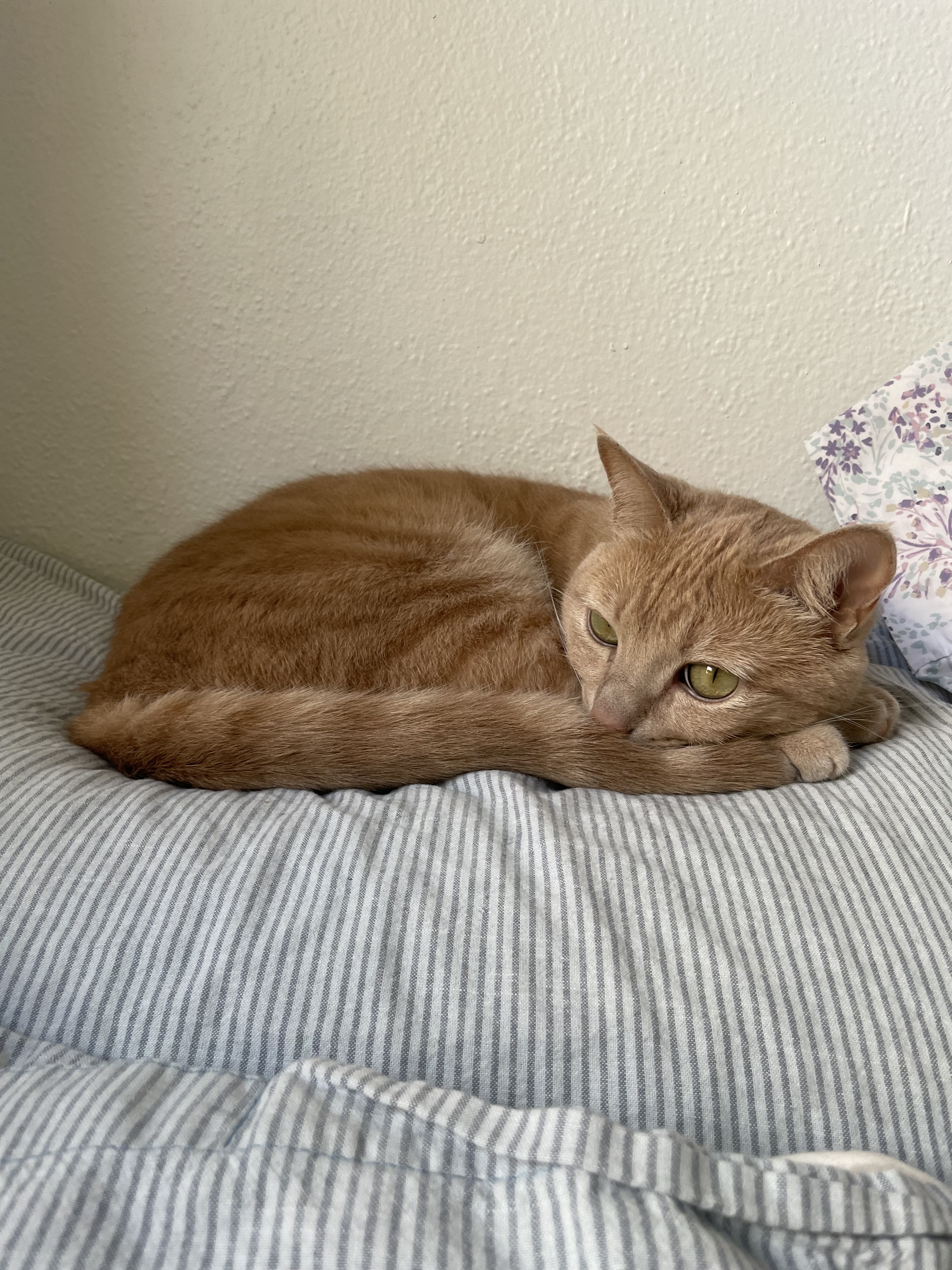 coconut sleeping